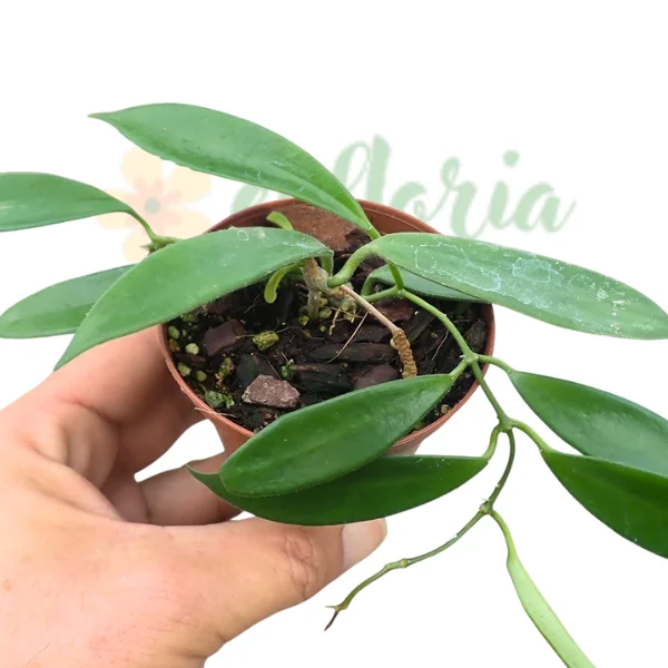 Hoya - Hoya stoneana