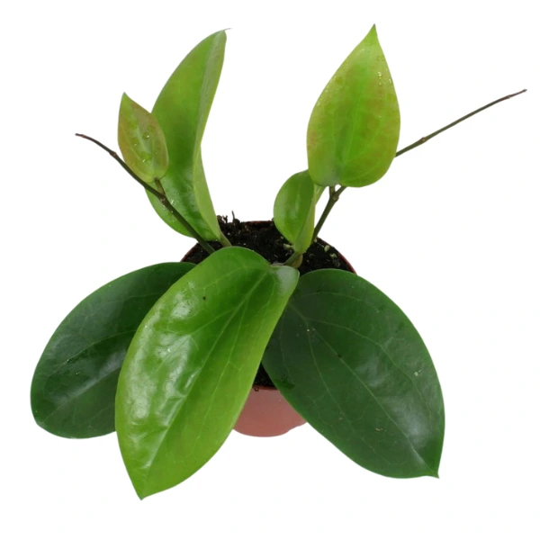 Hoya - Hoya surigaoensis