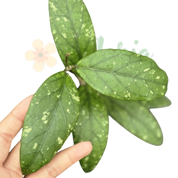 Plante speciale - Hoya sp. Aceh Takengon 'Splash'
