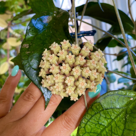 Hoya 'Tequila Sunrise' [1]