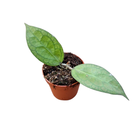 Hoya - Hoya 'Tequila Sunrise'