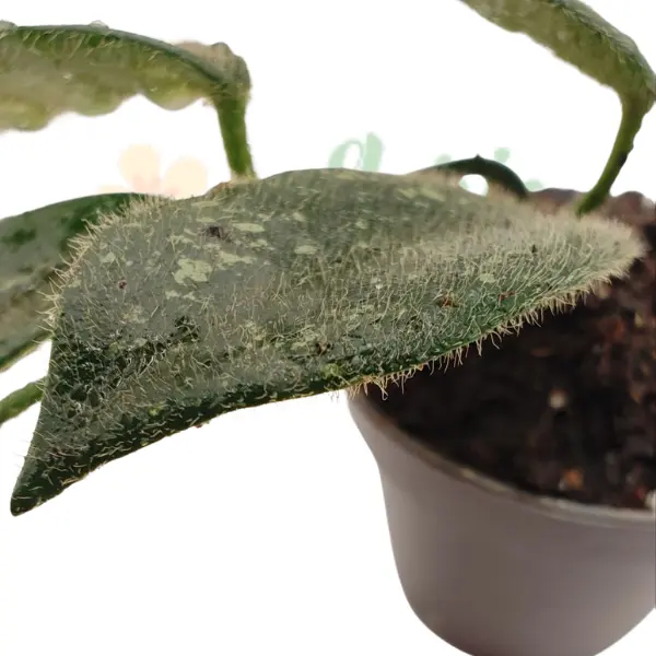 Hoya thomsonii în ghiveci – frunze verzi catifelate, aspect compact [1]