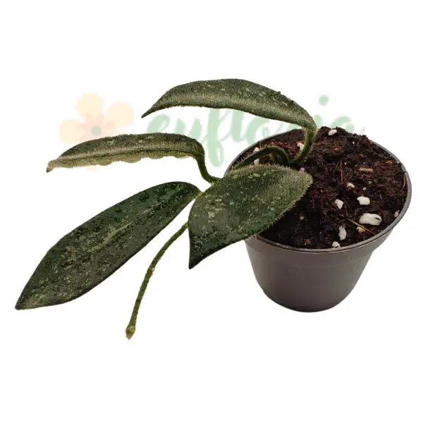 Hoya - Hoya thomsonii în ghiveci – frunze verzi catifelate, aspect compact