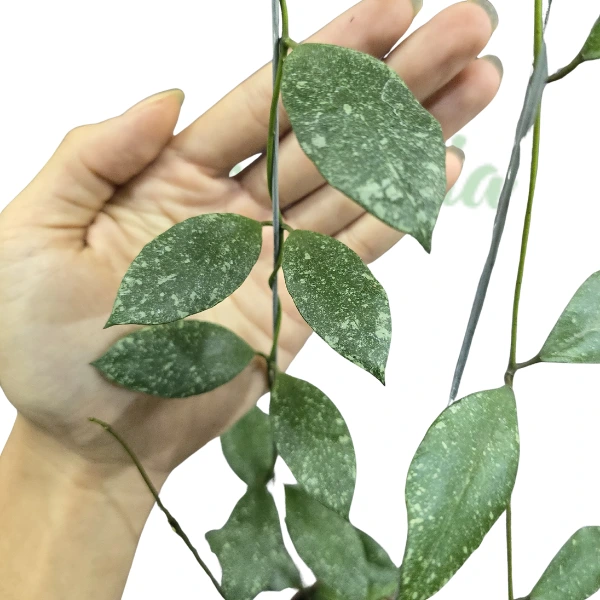 Plante speciale - Hoya tomatoensis Purple Flowers