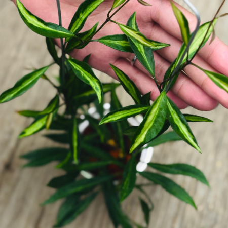 Precomandă - Hoya tsangii Inner Variegated - plantă rară cu variegație centrală