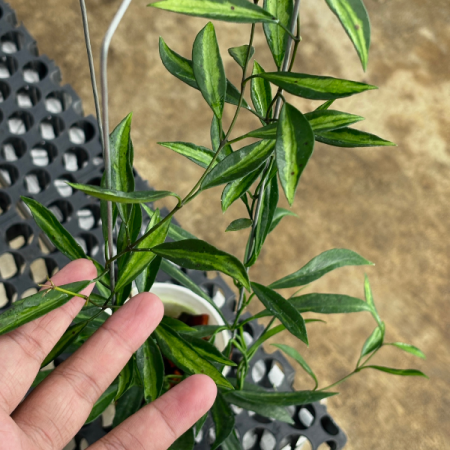 Hoya tsangii Inner Variegated - plantă rară cu variegație centrală [1]