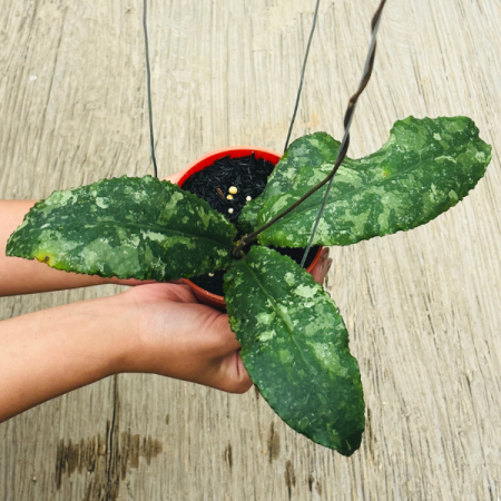 Precomandă - Hoya undulata Army - plantă rară cu frunze ondulate tip camuflaj