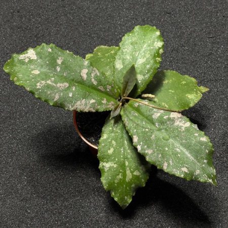 Precomandă - Hoya undulata Dikaya Priroda - plantă rară cu frunze ondulate spectaculoase