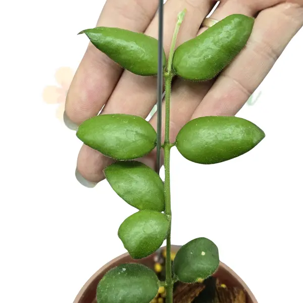 Hoya - Hoya aeschynanthoides