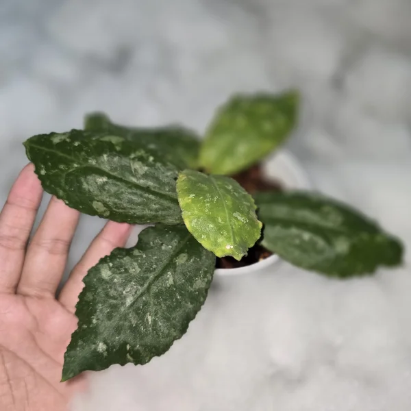 Hoya - Hoya undulata 'Splash'