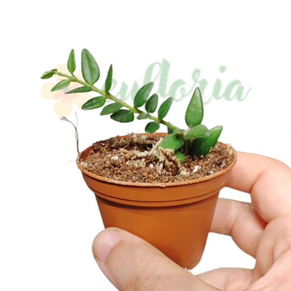 Hoya vaccinioides [2]
