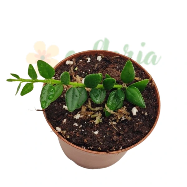 Hoya vaccinioides [1]