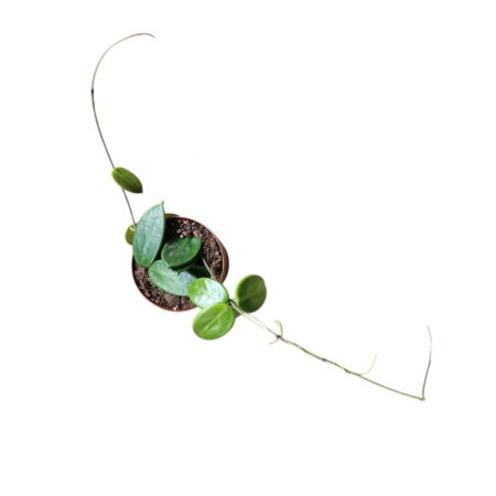 Plante speciale - Hoya vangviengiensis