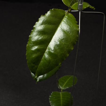 Precomandă - Hoya verstegii - plantă rară cu frunze mari și texturate din Papua