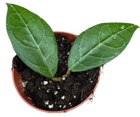 Hoya verticillata 'Lampung'