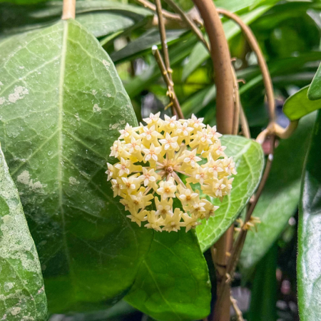Hoya verticillata 'Lampung' [2]