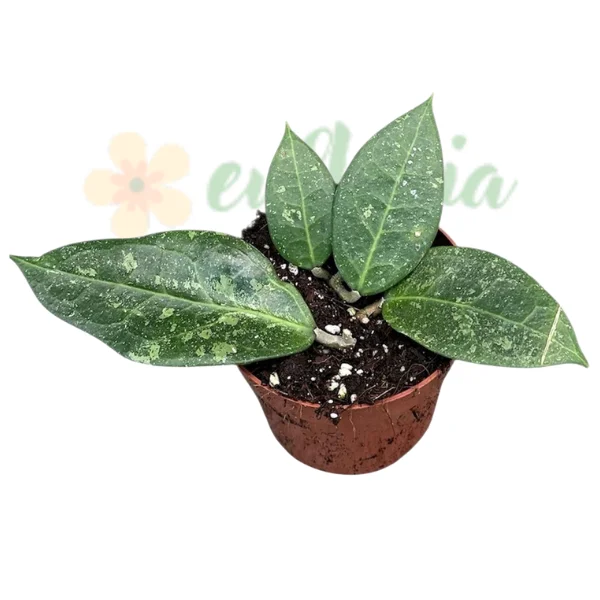 Hoya verticillata «Lavia» — Soi rar cu flori parfumate