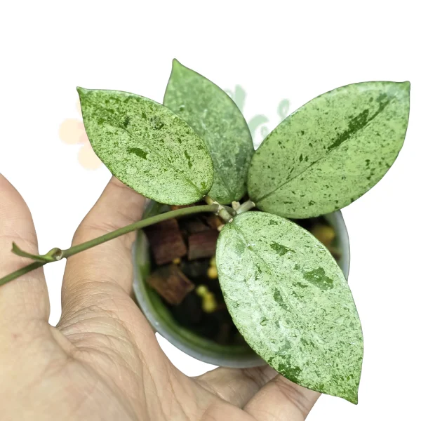 Hoya - Hoya verticillata 'Pemalang Silver'