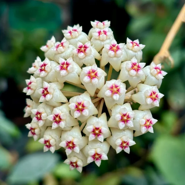 Hoya verticillata «Nganjuk» — splash argintiu și margini întunecate [1]