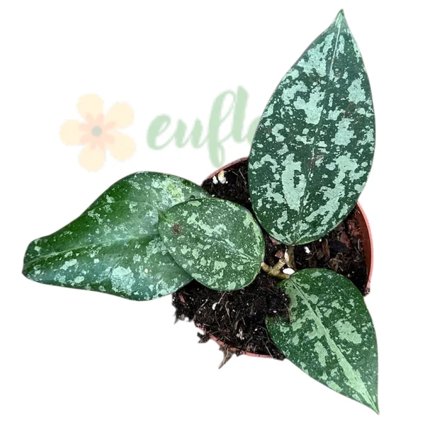 Hoya - Hoya verticillata «Nganjuk» — splash argintiu și margini întunecate