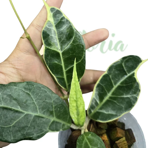Hoya - Hoya verticillata sp. 'Panglay'