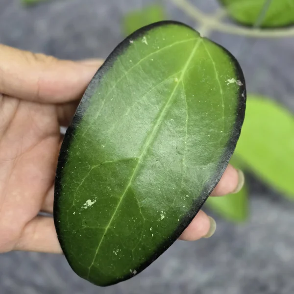 Plante speciale - Hoya vitellina 'Black Margin'