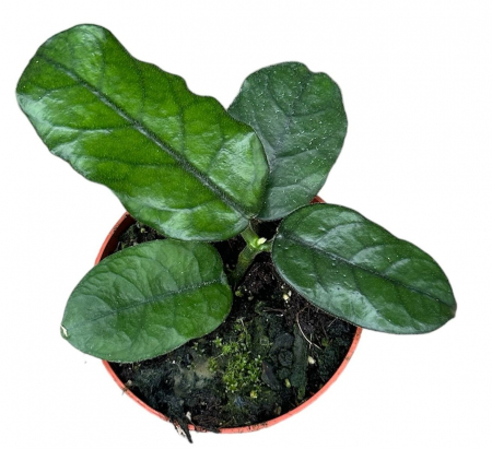 Hoya - Hoya villosa