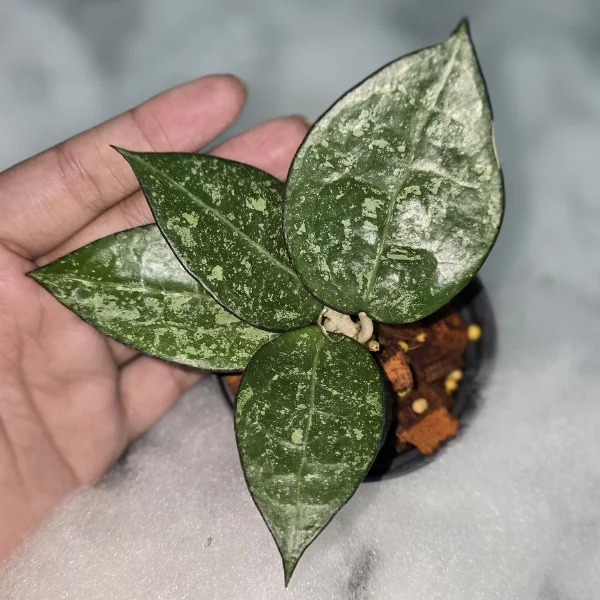 Plante speciale - Hoya verticillata MA-07 'Splash'