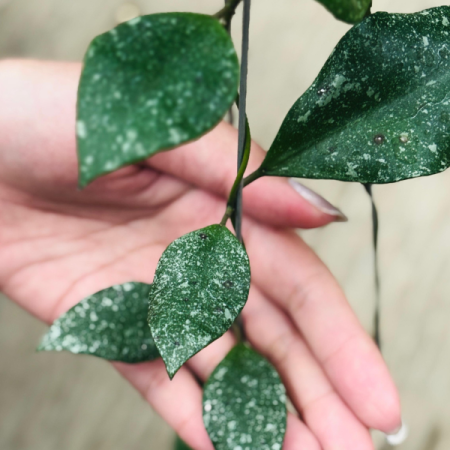 Precomandă - Hoya waliniana Super Splash - plantă rară cu splash argintiu intens