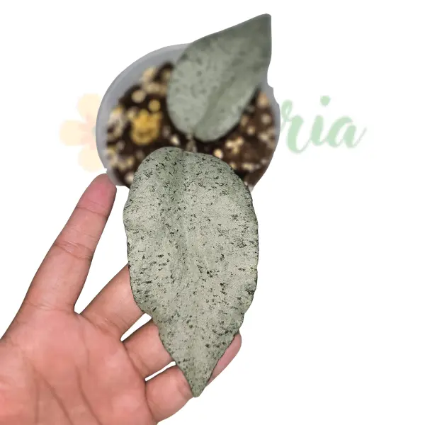 Hoya - Hoya caudata 'Argentea'