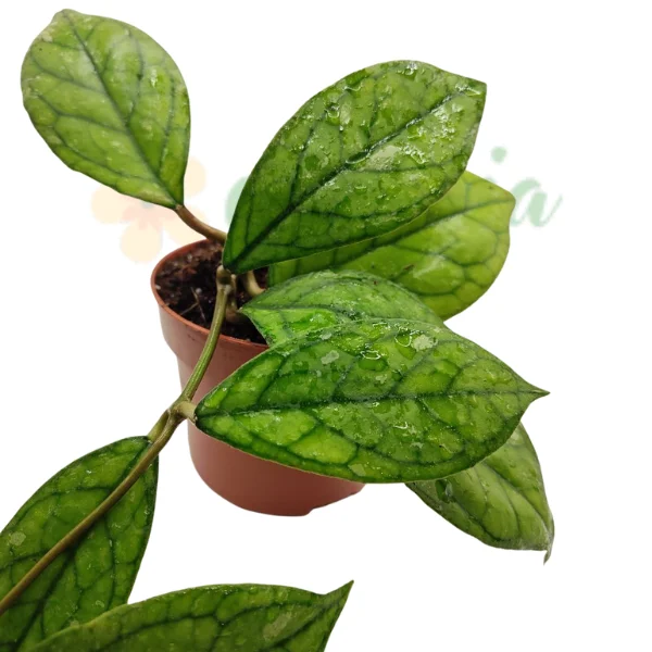 Plante speciale - Hoya sp. EPC-964 ‘Water Drop’ (Irina)