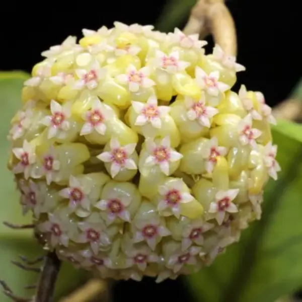 Hoya sp. EPC-964 ‘Water Drop’ (Irina) [2]