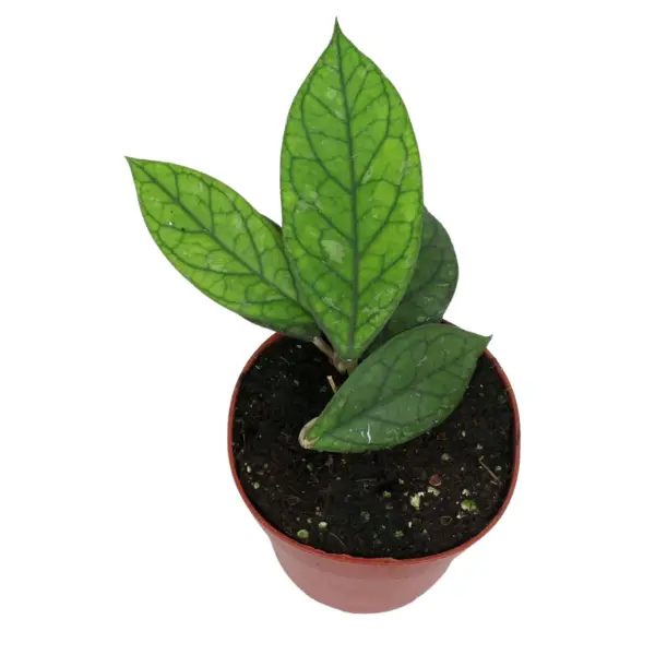 Plante speciale - Hoya sp. EPC-964 ‘Water Drop’ (Irina)