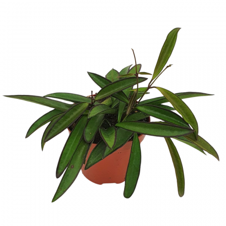 Hoya - Hoya Wayetii în ghiveci – frunze subțiri, pendente