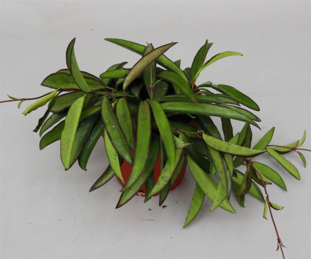 Hoya wayetii in pot – slender, trailing leaves with reddish margins [2]