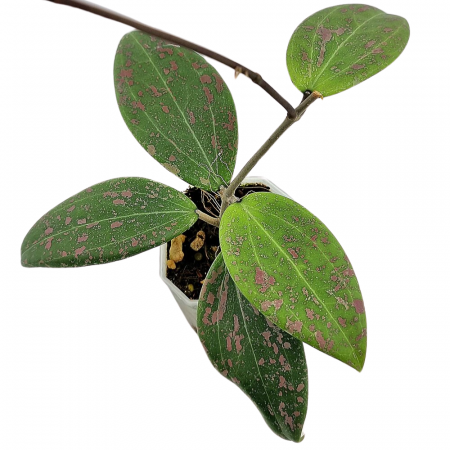 Hoya Wibergiae în ghiveci - frunze cerate, plantă curgătoare [1]