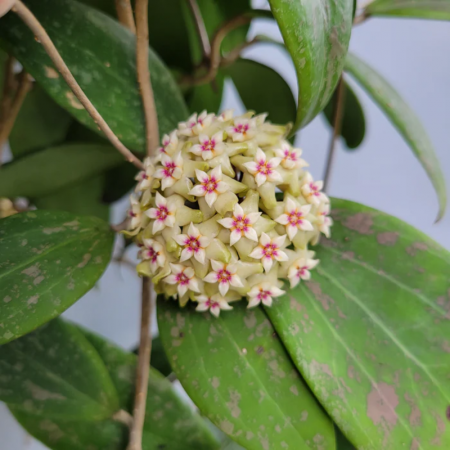 Hoya Wibergiae în ghiveci - frunze cerate, plantă curgătoare [2]