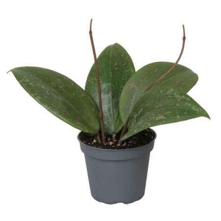 Hoya - Hoya Wibergiae în ghiveci - frunze cerate, plantă curgătoare