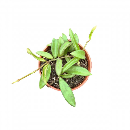 Hoya - Hoya 'Zambales'