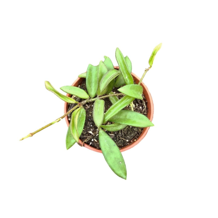 Hoya Zambales cu frunze mici carnoase verde-inchis in ghiveci