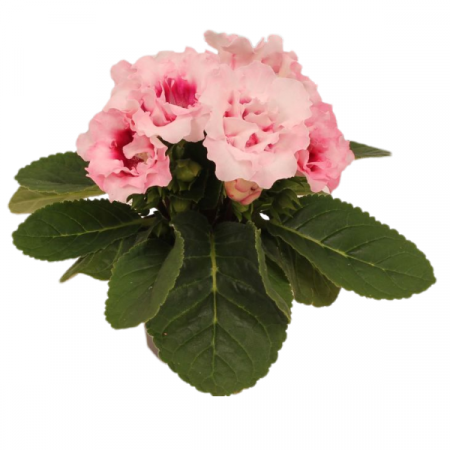 Plante de interior - Sinningia 'Sonata Violet Pale'