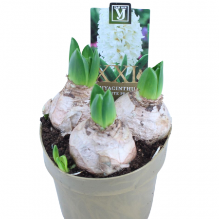 Plante de interior - Zambile în ghiveci, diverse culori (Hyacinthus orientalis)