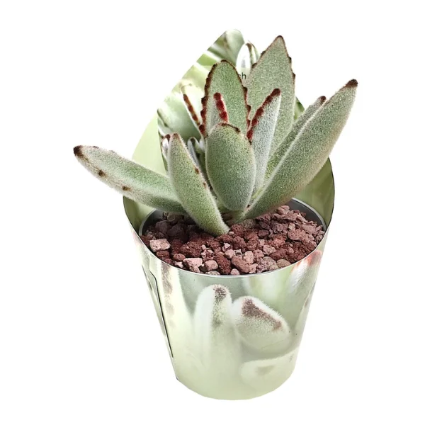 Suculente - Kalanchoe tomentosa