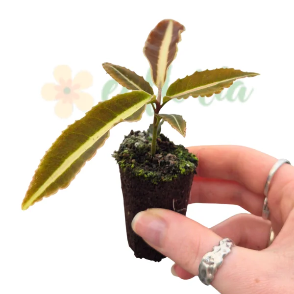 Plante speciale - Labisia 'Jabi'