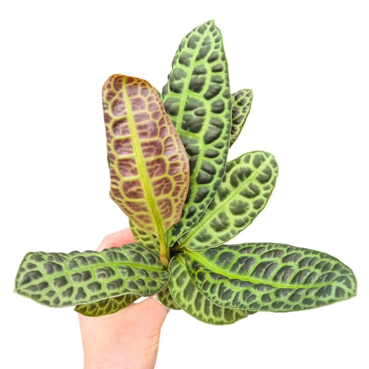 Plante speciale - Labisia obtusifolia 'Kura Kura'