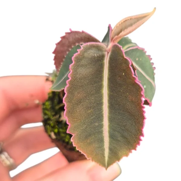 Plante speciale - Labisia pumila