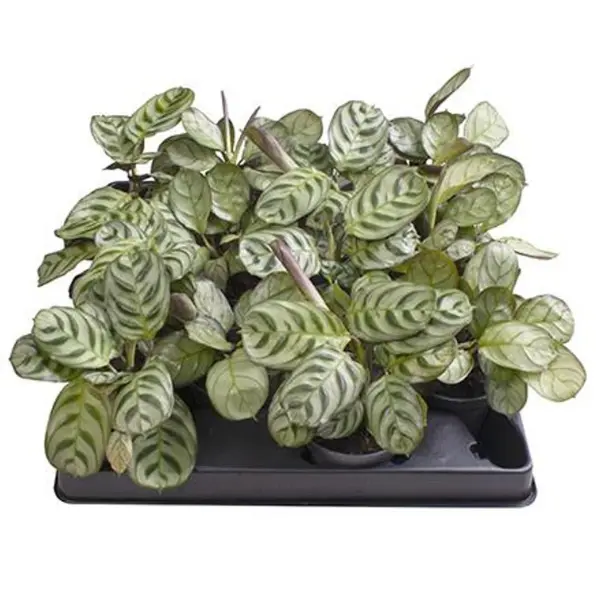 Calathea, Maranta & Ctenanthe - Maranta leuconeura D6