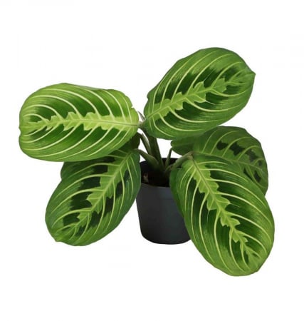 Plante pentru balcon, terasă, verandă sau grădină - Maranta leuconeura 'Lemon Lime'