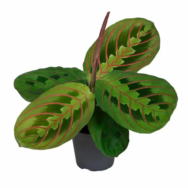 Plante de interior - Maranta leuconeura 'Red Stripe'