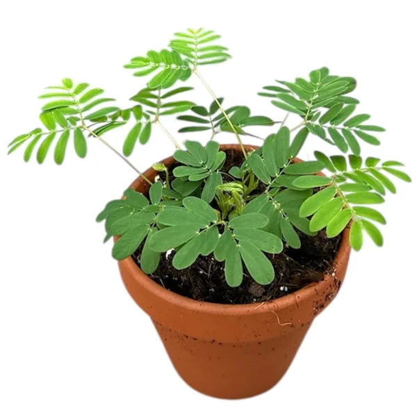 ... Alte plante de interior - Mimosa pudica
